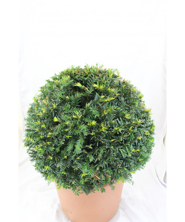 Pflanze Eibenkugel 35-40 cm Durchmesser