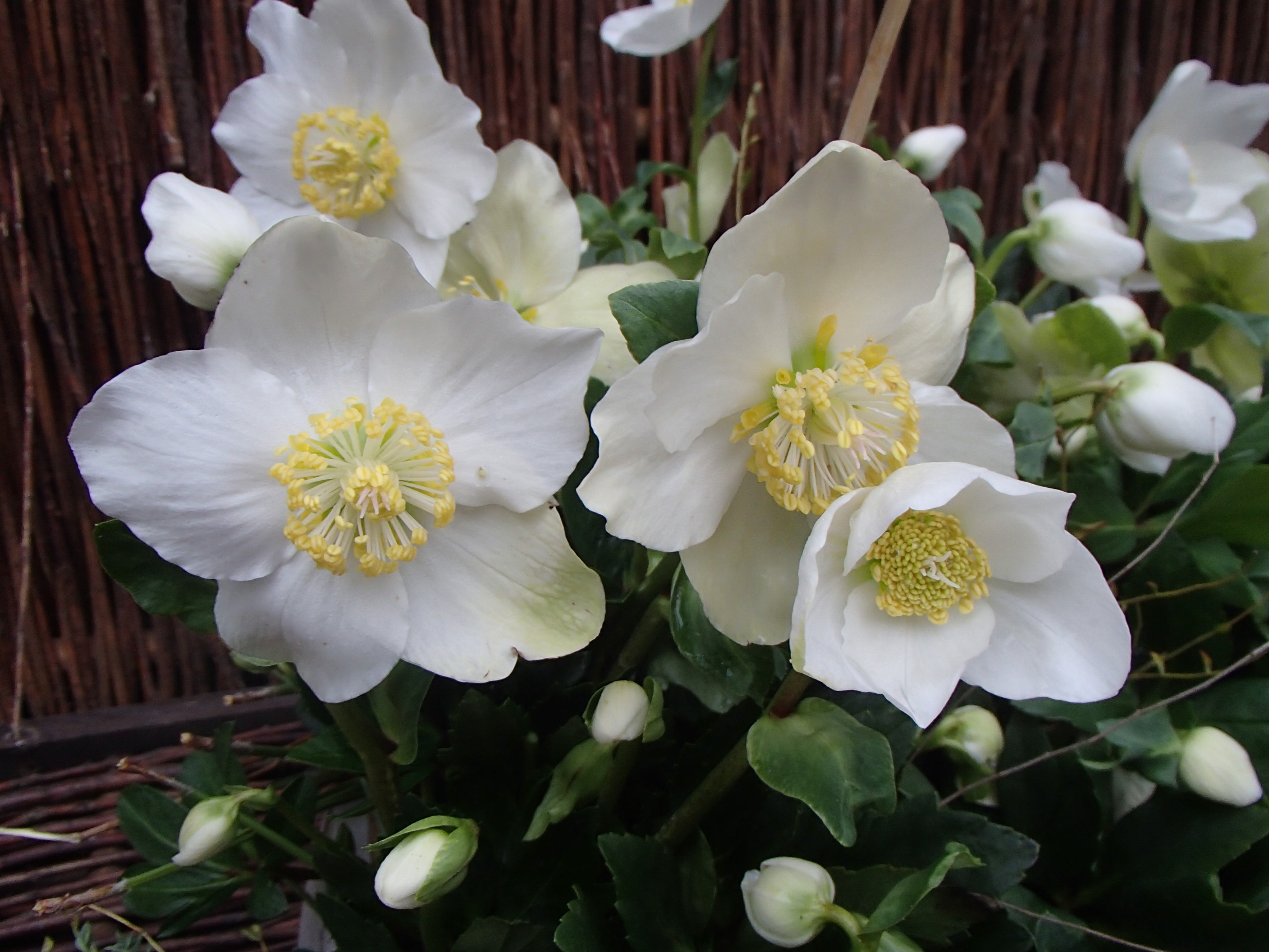 Christrosen Garten Pflanzen Christrosen ausgraniert inkl. Gefäss - HierBeiMir